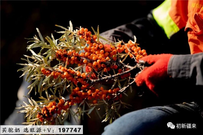 棘小生沙棘|沙棘对糖尿病的作用