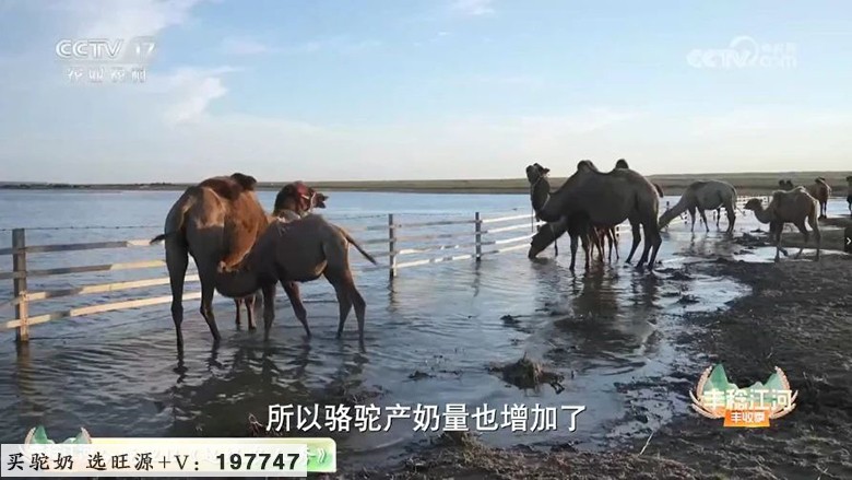 CCTV17《共富经》讲述旺源骆驼产业发展故事！