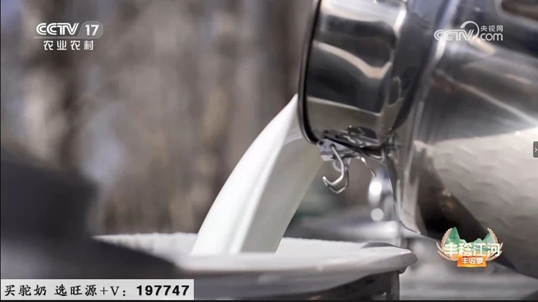 CCTV17《共富经》讲述旺源骆驼产业发展故事！