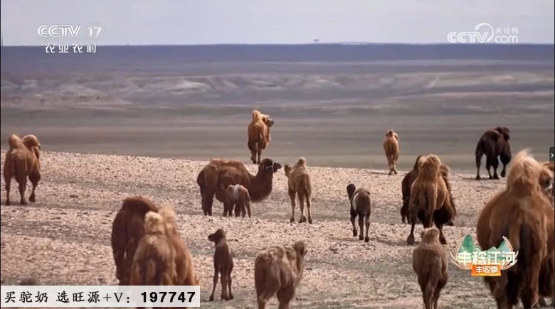 CCTV17《共富经》讲述旺源骆驼产业发展故事！