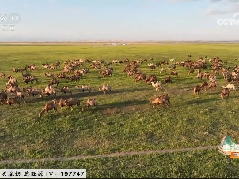 CCTV17《共富经》讲述旺源骆驼产业发展故事！