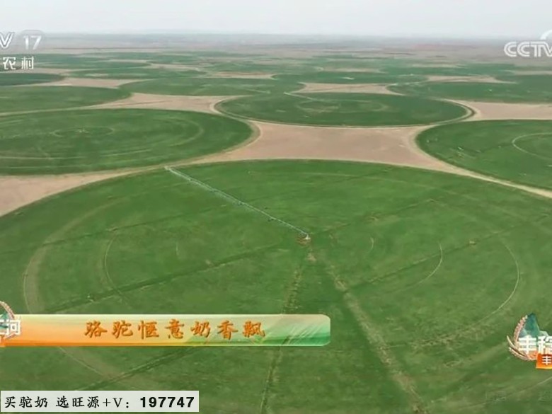 CCTV17《共富经》讲述旺源骆驼产业发展故事！