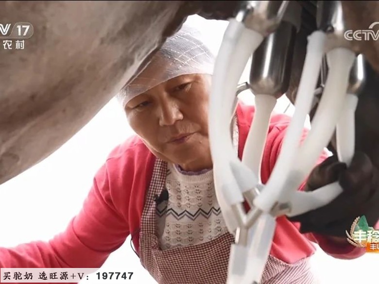 CCTV17《共富经》讲述旺源骆驼产业发展故事！