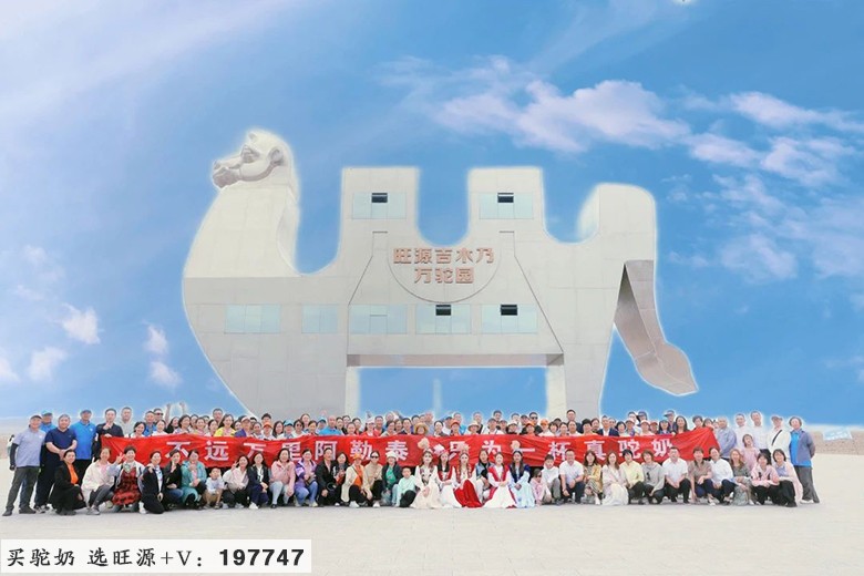 不远万里阿勒泰 只为一杯真驼奶