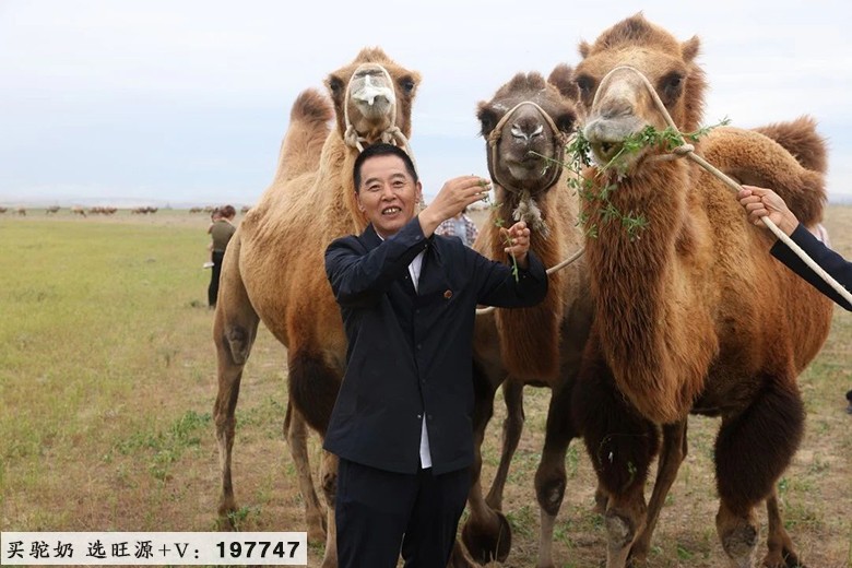 不远万里阿勒泰 只为一杯真驼奶