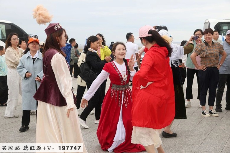 不远万里阿勒泰 只为一杯真驼奶