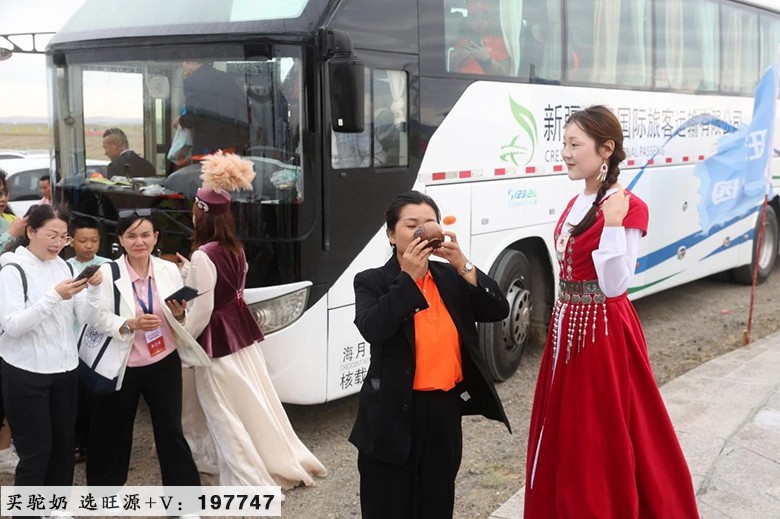 不远万里阿勒泰 只为一杯真驼奶