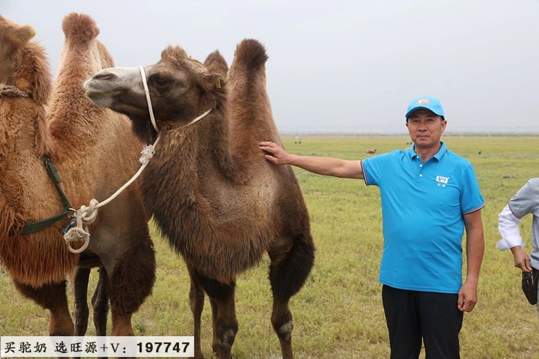 不远万里阿勒泰 只为一杯真驼奶