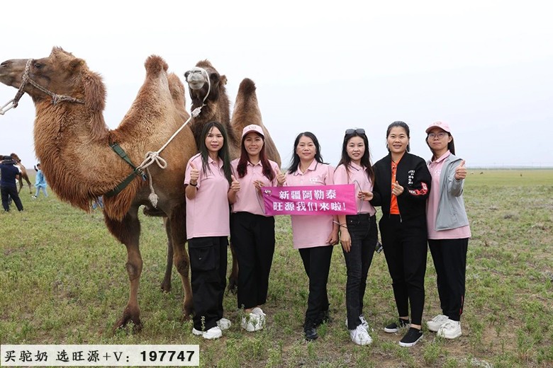 不远万里阿勒泰 只为一杯真驼奶