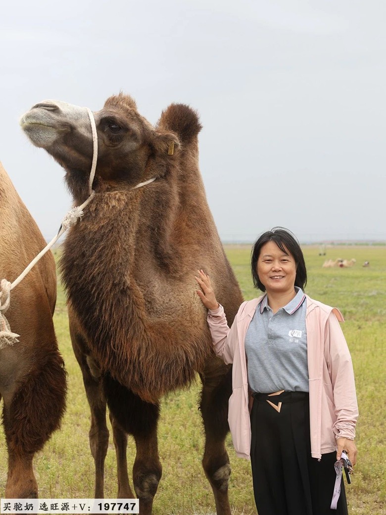 不远万里阿勒泰 只为一杯真驼奶