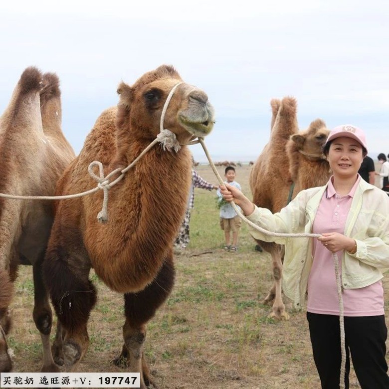 不远万里阿勒泰 只为一杯真驼奶