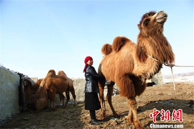 旺源骆驼奶绵阳总代理为您提供：中新网丨新疆哈萨克族牧民“未曾料到”的惬意生活