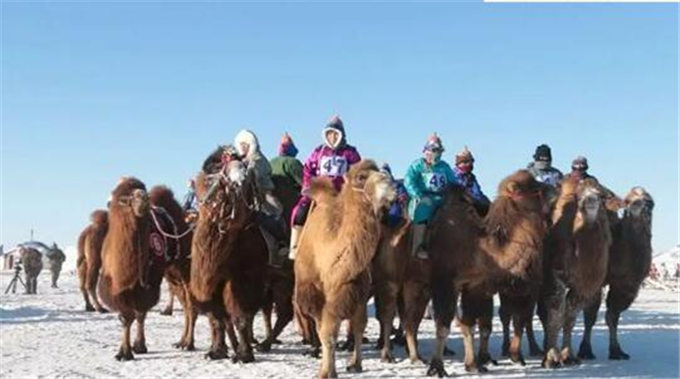 旺源骆驼奶绵阳总代理为您提供：中新社丨通讯：新疆哈萨克族牧民的骆驼生意经