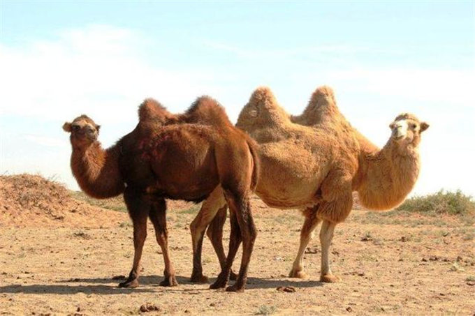 旺源骆驼奶绵阳总代理为您提供：骆驼为什么可以采食大量含盐高的食草却不得高血压和肾病
