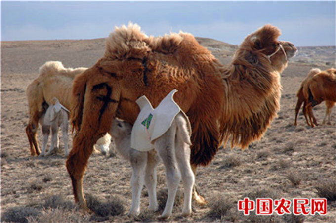 旺源骆驼奶绵阳总代理为您提供：亚心网丨新疆骆驼产业精准扶贫成效初显
