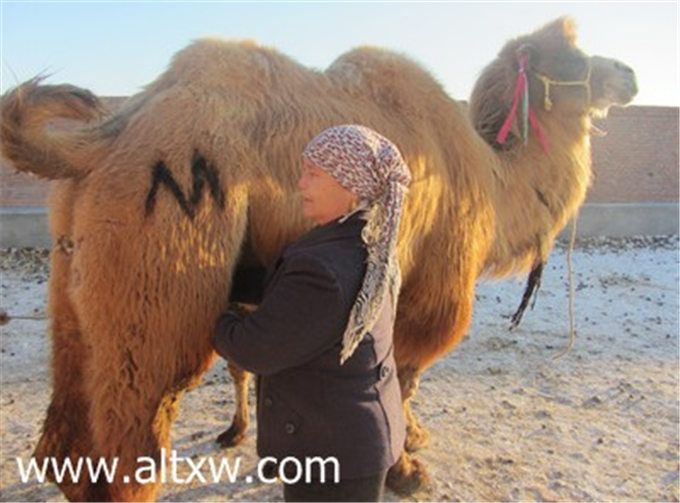 旺源骆驼奶绵阳总代理为您提供：中新网丨新疆旺源女子沙排赴美参赛获好成绩