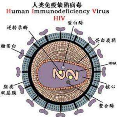旺源骆驼奶绵阳总代理为您提供：神奇的骆驼奶，也能成为防艾抗艾斗士？