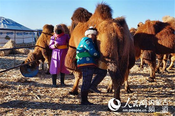 旺源骆驼奶绵阳总代理为您提供：亚心网丨旺源生物科技集团党支部:骆驼产业托起边疆牧民致富梦