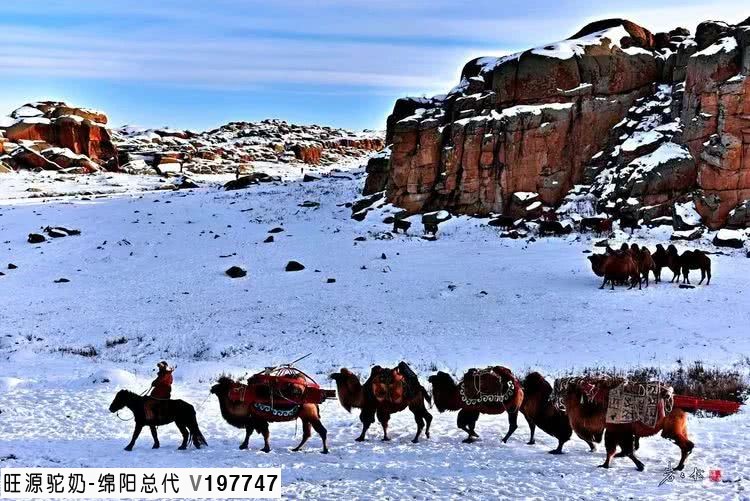 旺源骆驼奶绵阳总代理为您提供：新疆阿勒泰地区执法部门销毁1吨非法倒卖的变质驼奶