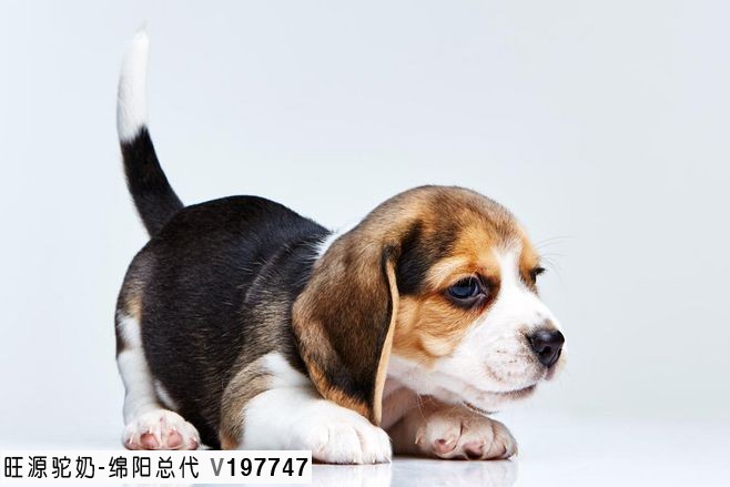 旺源骆驼奶绵阳总代理为您提供：中国农业农村部：狗已“特化”为伴侣动物