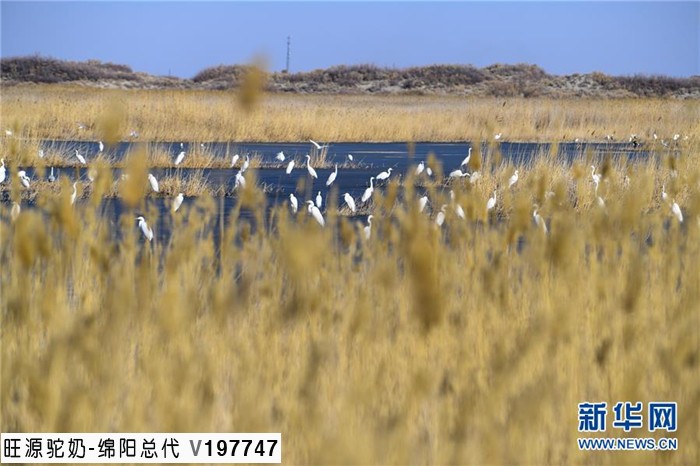 旺源骆驼奶绵阳总代理为您提供：到新疆旅游不得不去的地方----春天里的乌伦古湖