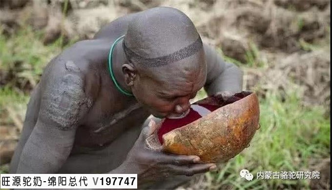 旺源骆驼奶绵阳总代理为您提供：非洲古怪部落，抽出骆驼血液饮用而不杀死它，待伤口愈合再次取血