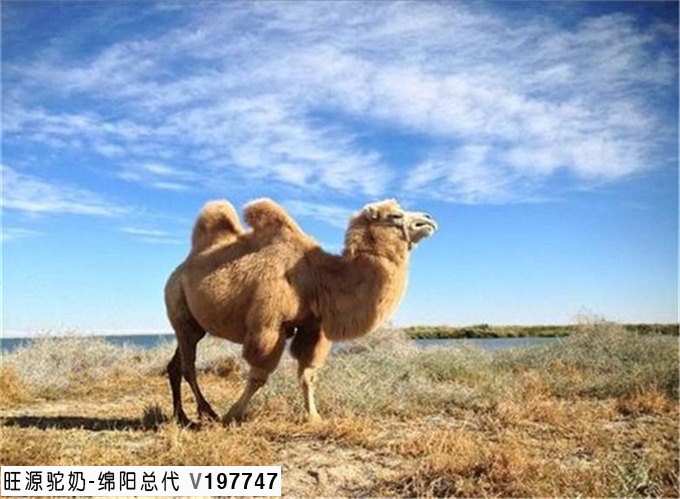 旺源骆驼奶绵阳总代理为您提供：发酵脱脂骆驼奶对自发性高血压大鼠的降压作用