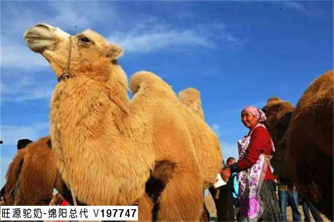 旺源骆驼奶绵阳总代理为您提供：从新疆驼奶掺假事件看新疆产品质量监管与品牌建设依旧任重道远