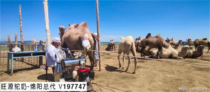旺源骆驼奶绵阳总代理为您提供：“中国驼奶之都”新疆福海“骑”上骆驼奔小康