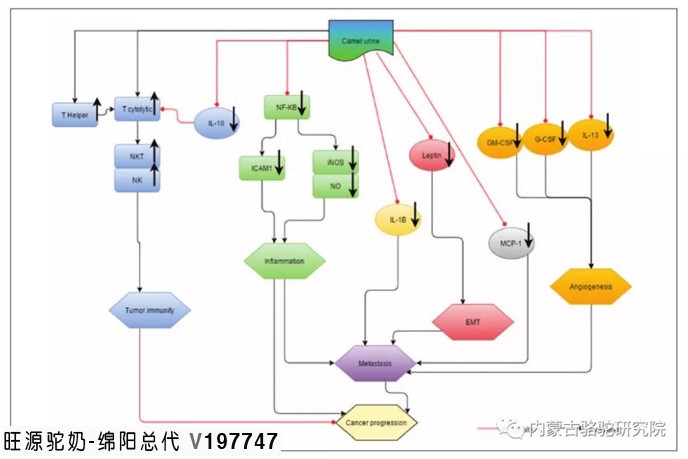 旺源骆驼奶绵阳总代理为您提供：骆驼尿对乳腺癌细胞的体内外生长抑制作用及抗转移作用