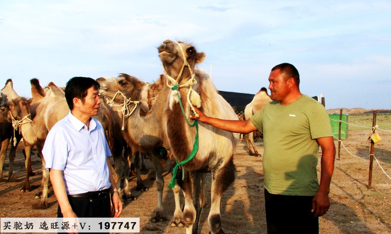 旺源骆驼奶绵阳总代理为您提供：人民日报-陈钢粮：破译骆驼“生命密码”的探索者